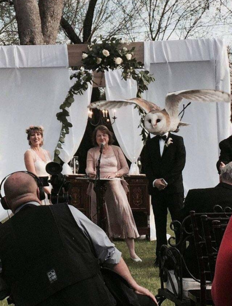 Perfectly timed wedding photo of photoboming owl