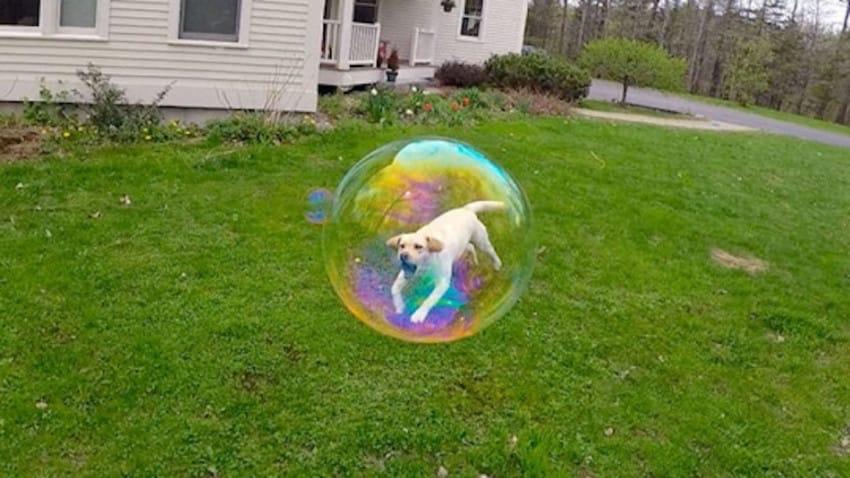 Funny well timed photo of a dog in a bubble