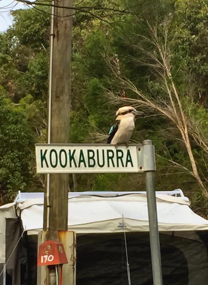 Funny picture of kookaburra on a sign