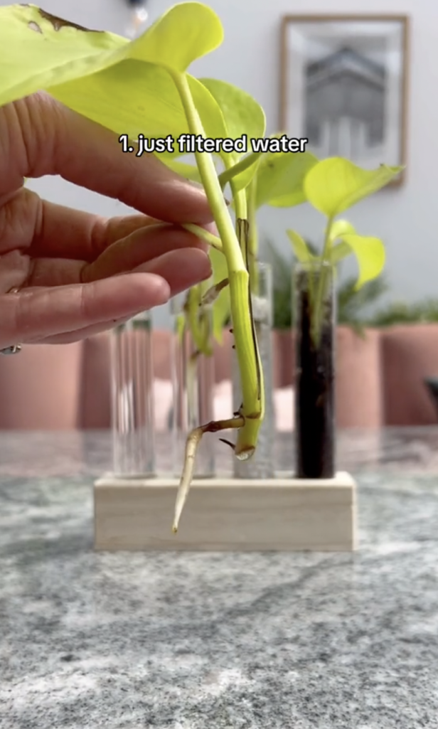 The results of the first test tube of Neon pothos cuttings being propagated in a clip uploaded on October 5, 2024 | Source: TikTok/thelittlelifelately