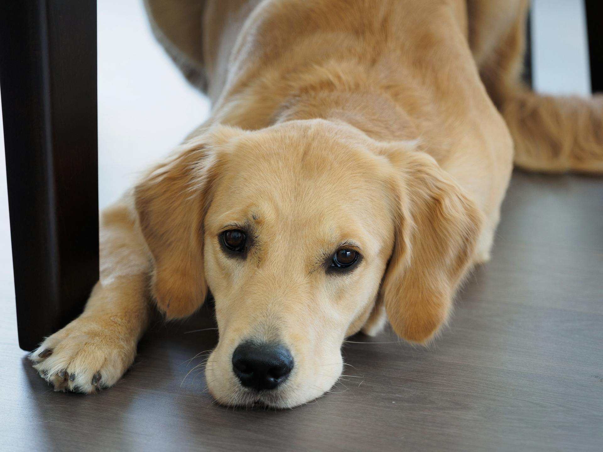 A golden retriever in a home | Source: Pexels