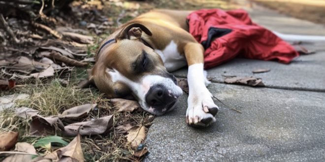 Four Years after My Husband Went Missing, a Dog Brought Me the Jacket He Was Wearing on the Day He Disappeared