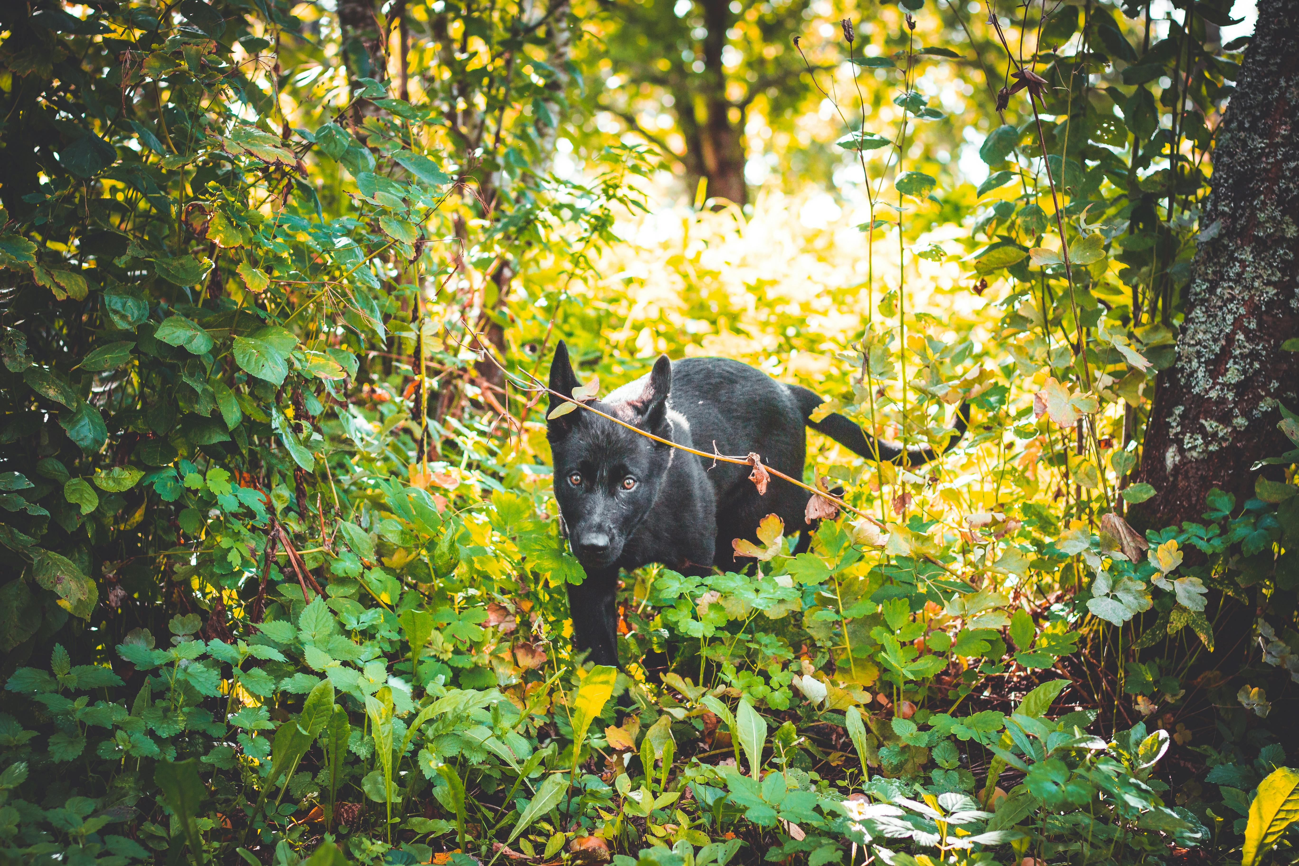 A dog in the bushes | Source: Pexels